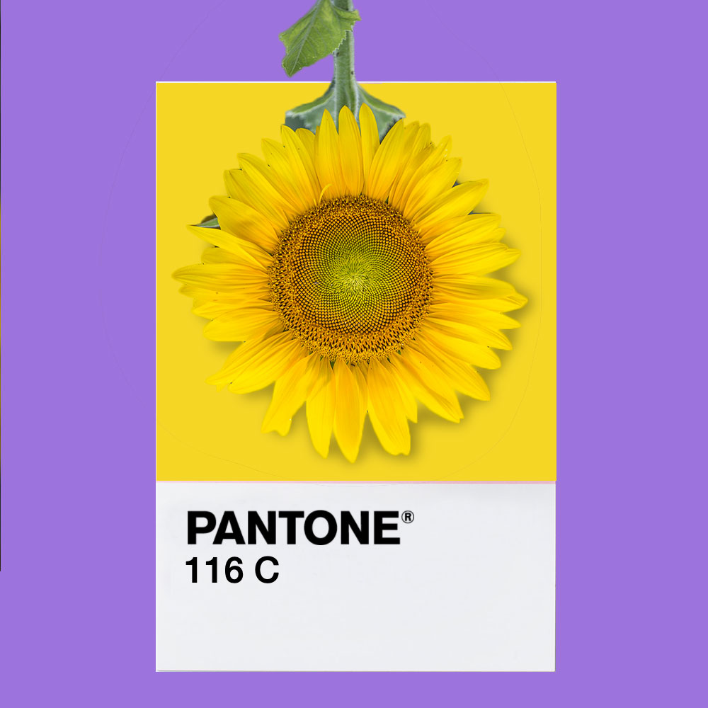 pantone