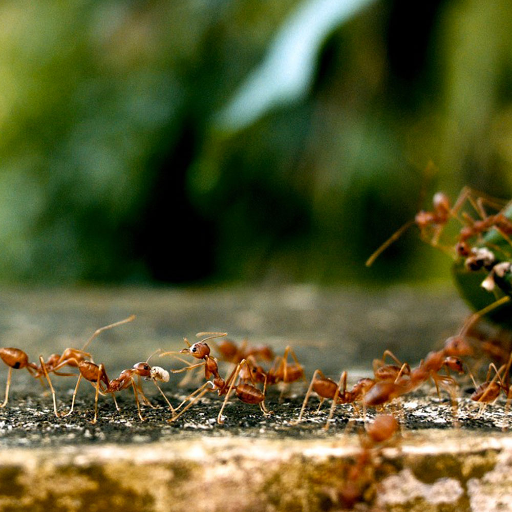 ant