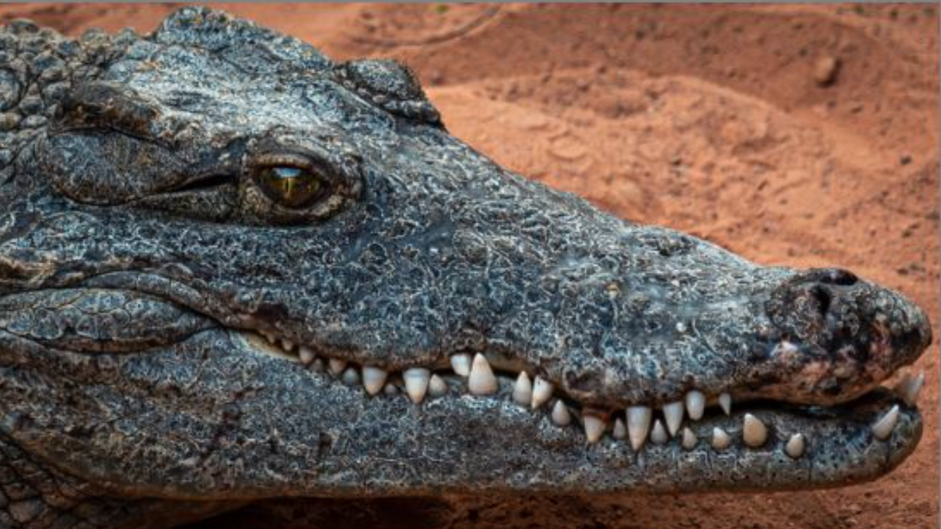 Capture d’écran 2024-02-29 à 11.44.00