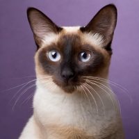 Firefly portrait chat siamois avec un fond uni violet 22642