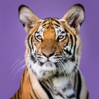 Firefly portrait tigre avec un fond uni violet 11100